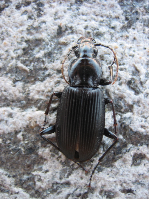 Pterostichus niger