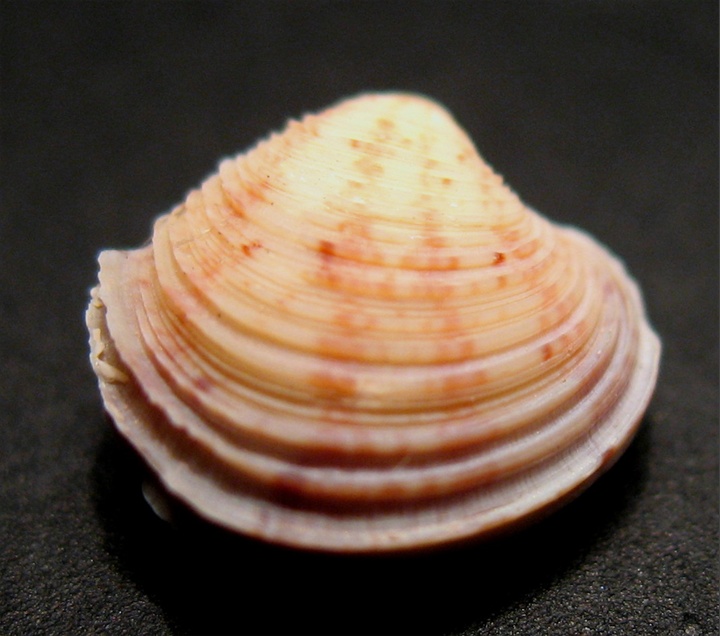 Juvenilia di molluschi