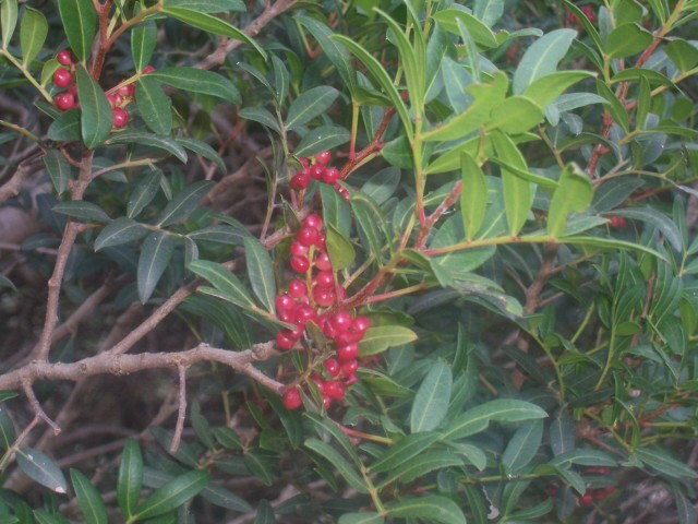 Pistacia Lentiscus / Lentisco