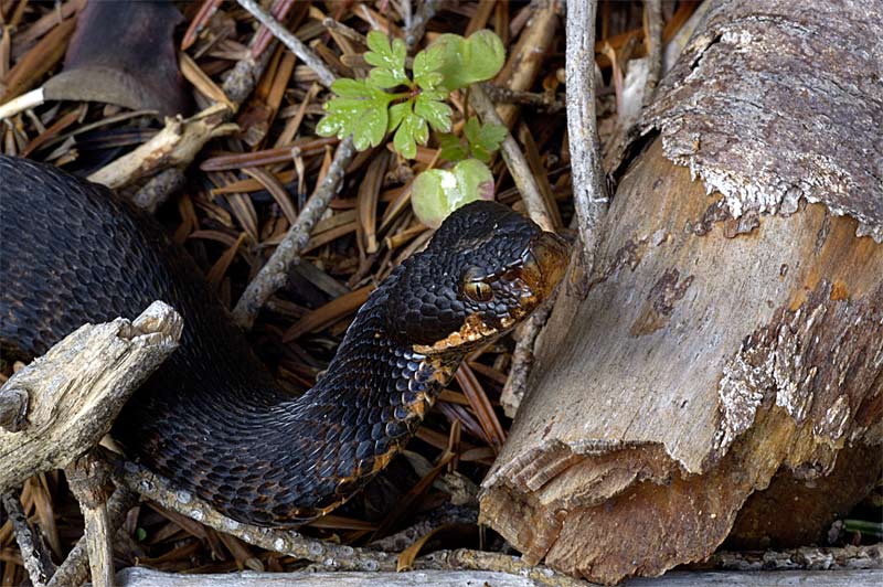 Vipera aspis