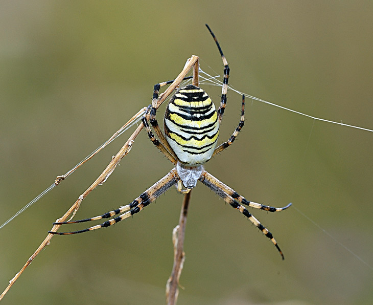 Argiope bruennichi