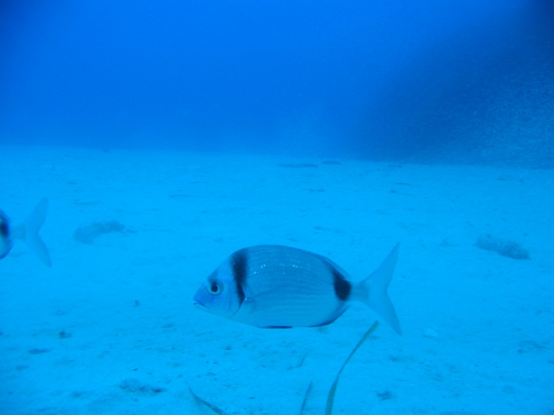 Diplodus vulgaris