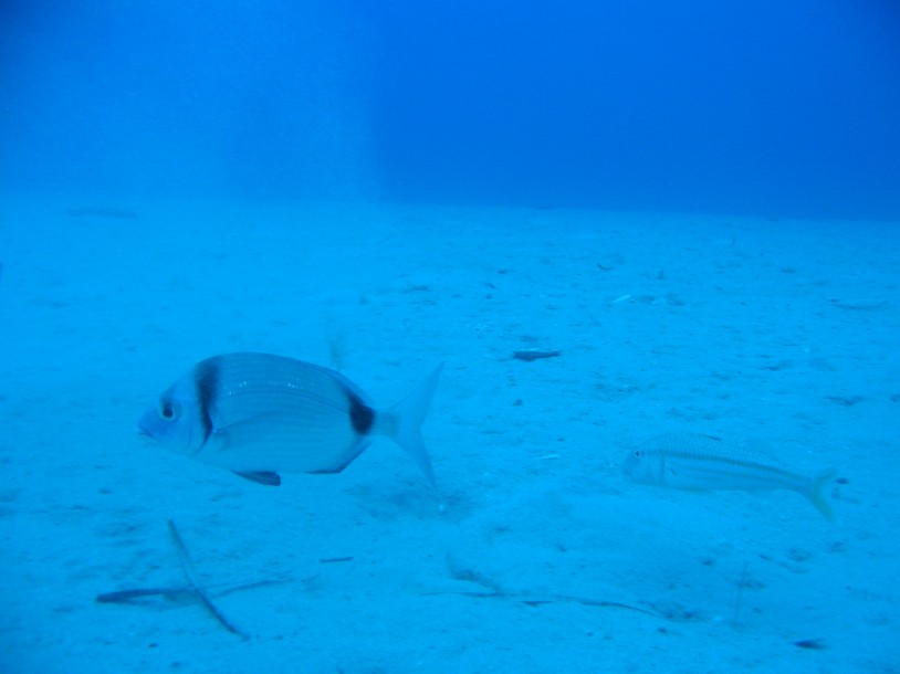 Diplodus vulgaris