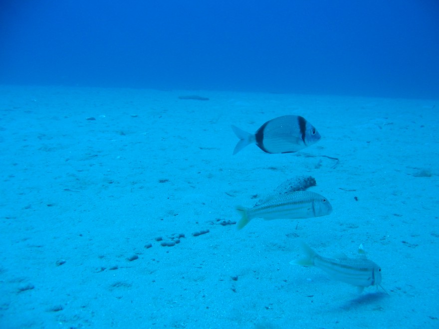 Diplodus vulgaris