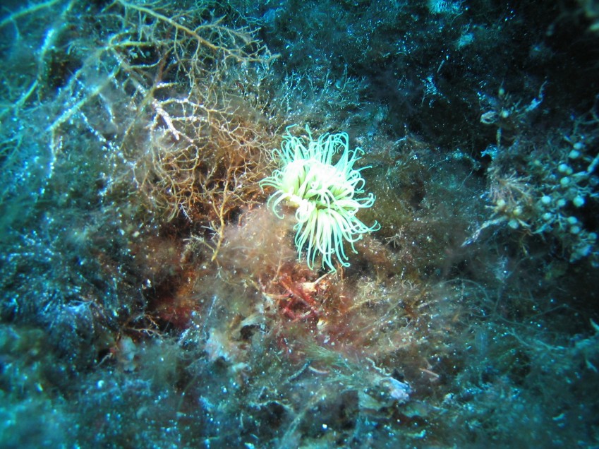 Sargassum sp.