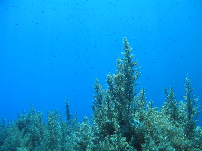 Sargassum sp.