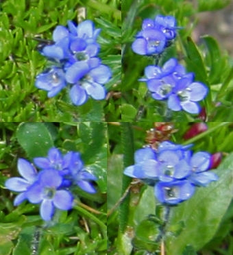 Veronica bellidioides /  Veronica con foglie di margherita