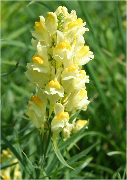 Linaria vulgaris / Linajola comune