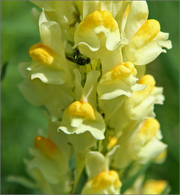 Linaria vulgaris / Linajola comune