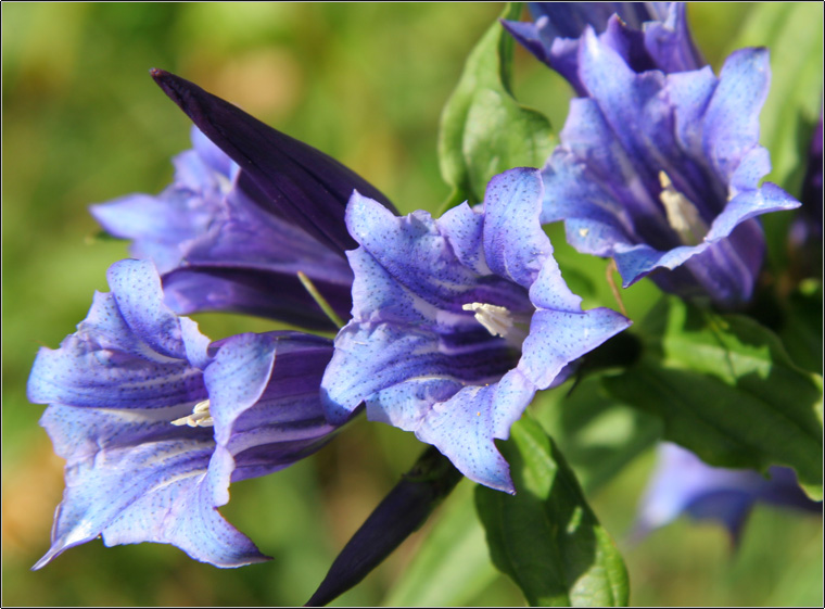 Gentiana asclepiadea / Asclepiade