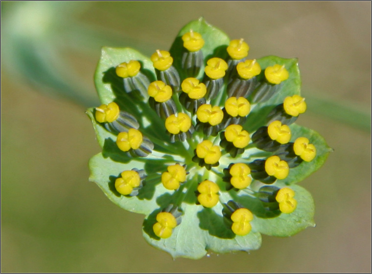 Bupleurum stellatum / Bupleuro stellato