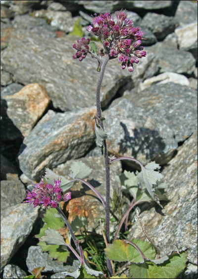 Fiore Viola: Adenostyles leucophylla (Willd.) Rchb