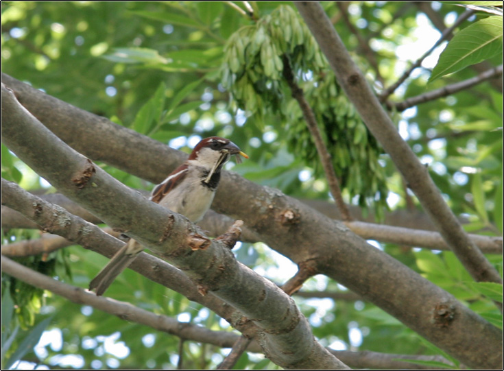 Passer domesticus italiae.