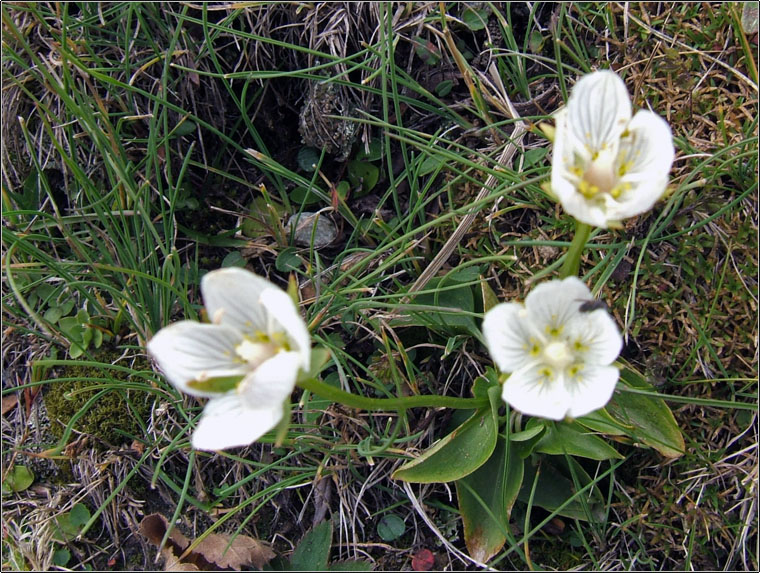 Parnassia palustris