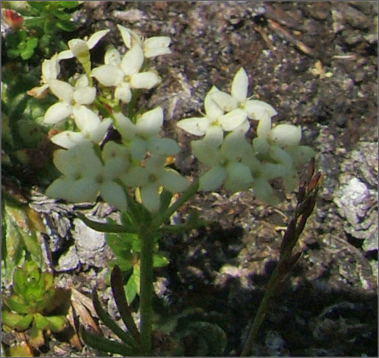 Galium  anisophyllon / Caglio alpino