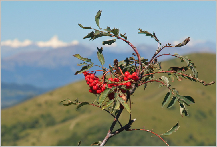 Sorbus aucuparia / Sorbo degli uccellatori