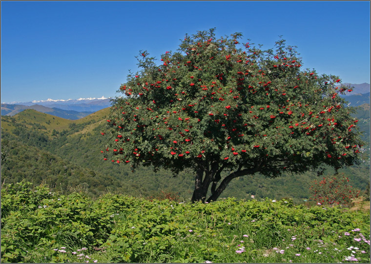 Sorbus aucuparia / Sorbo degli uccellatori