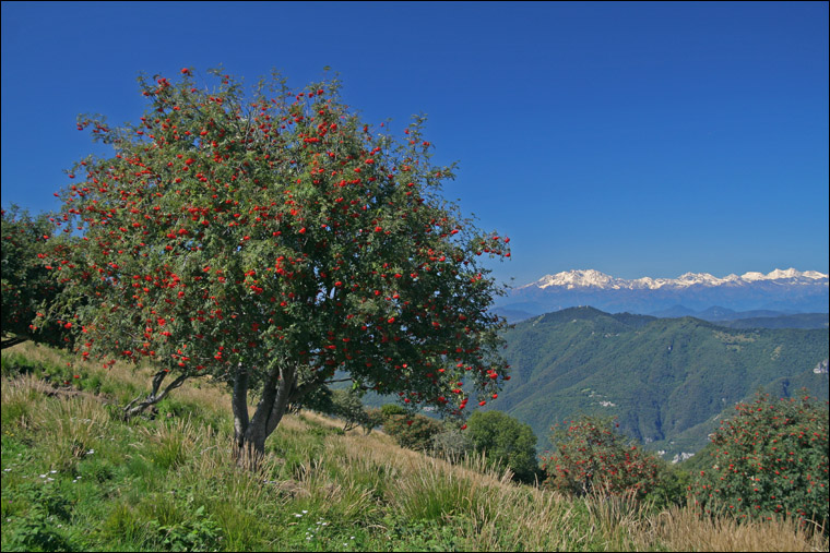 Sorbus aucuparia / Sorbo degli uccellatori