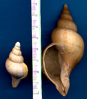 Juvenilia di molluschi