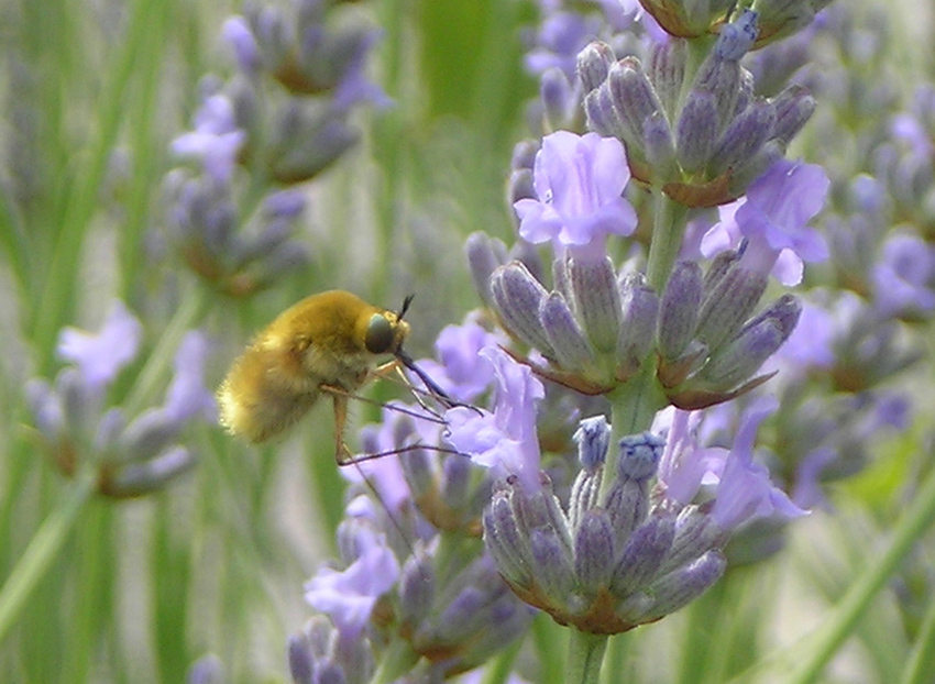 Bombylidae sp.