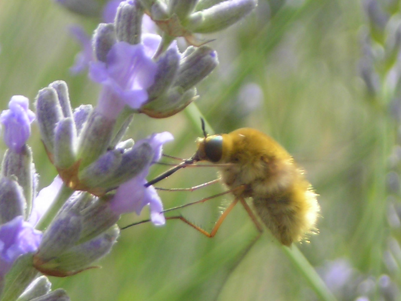 Bombylidae sp.