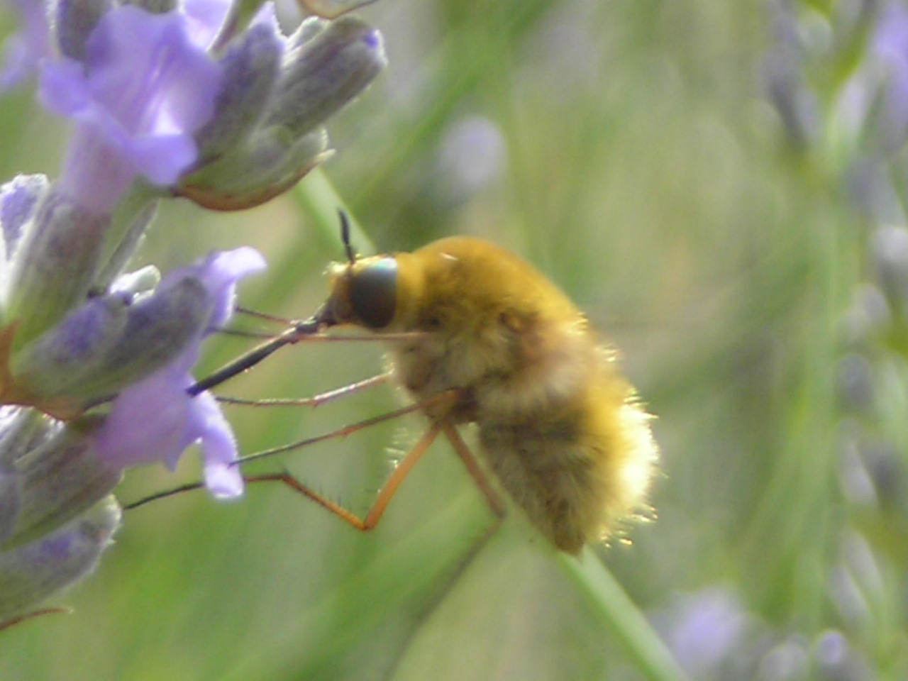 Bombylidae sp.