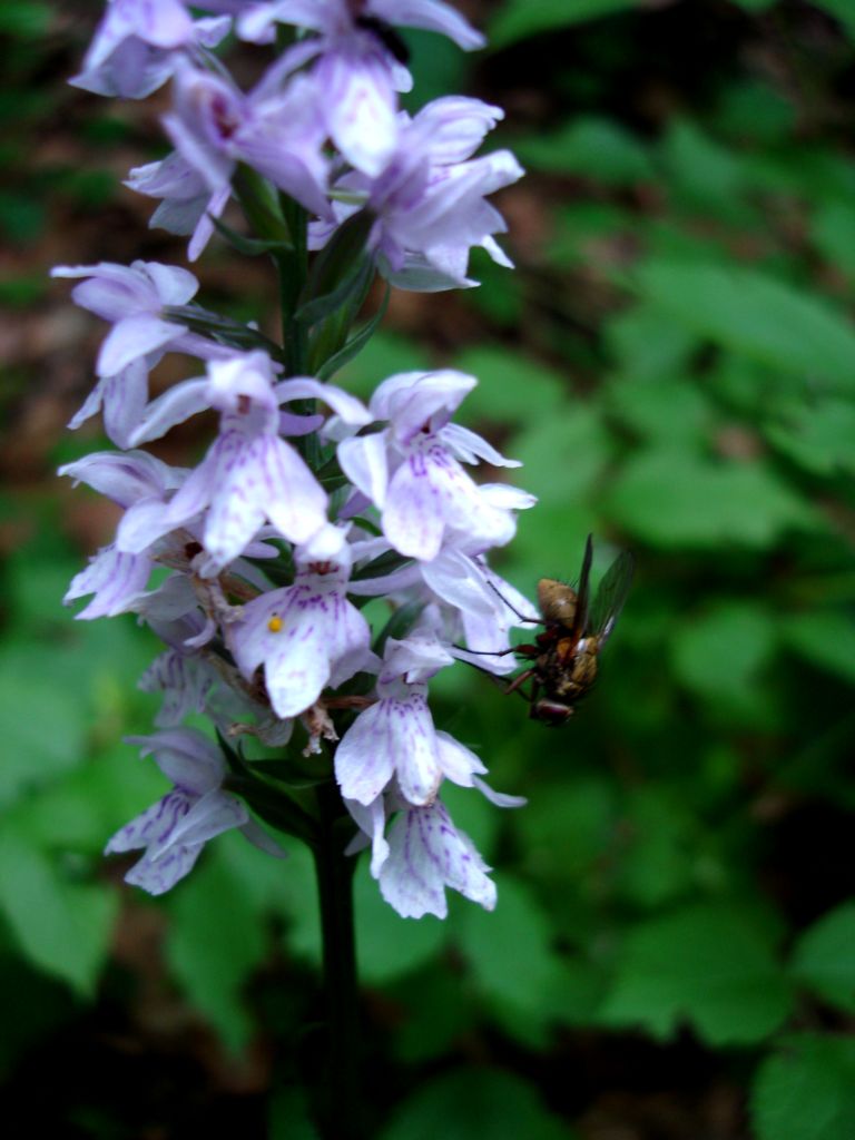 Dactylorhiza maculata