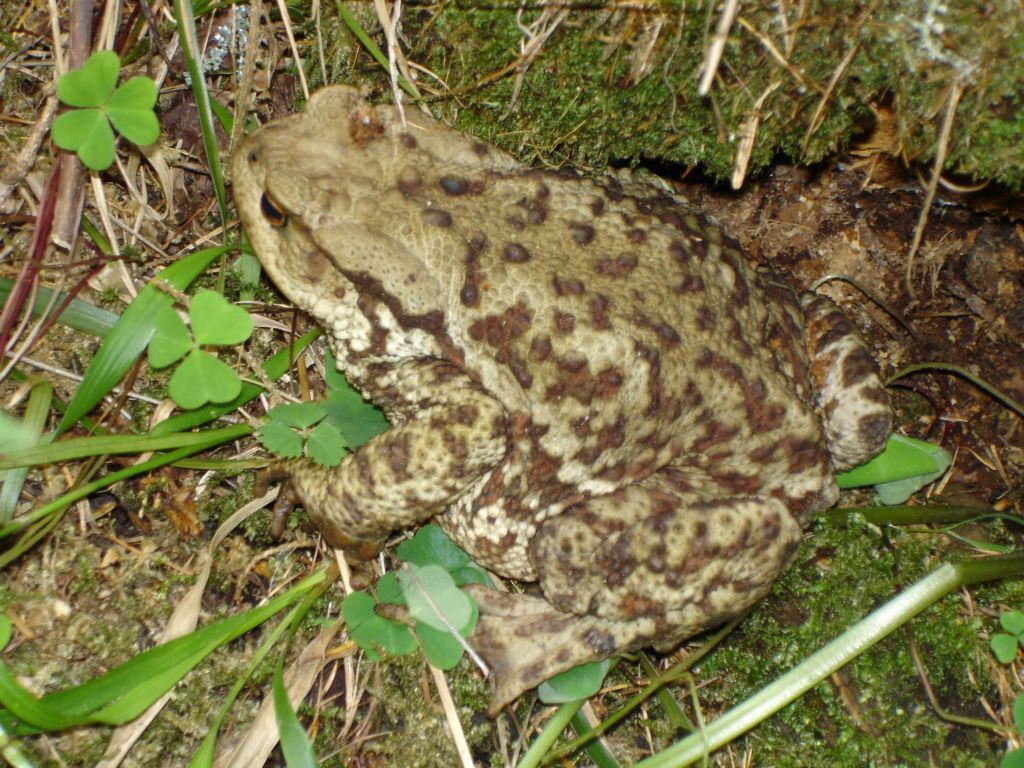 Rospo (Bufo bufo)