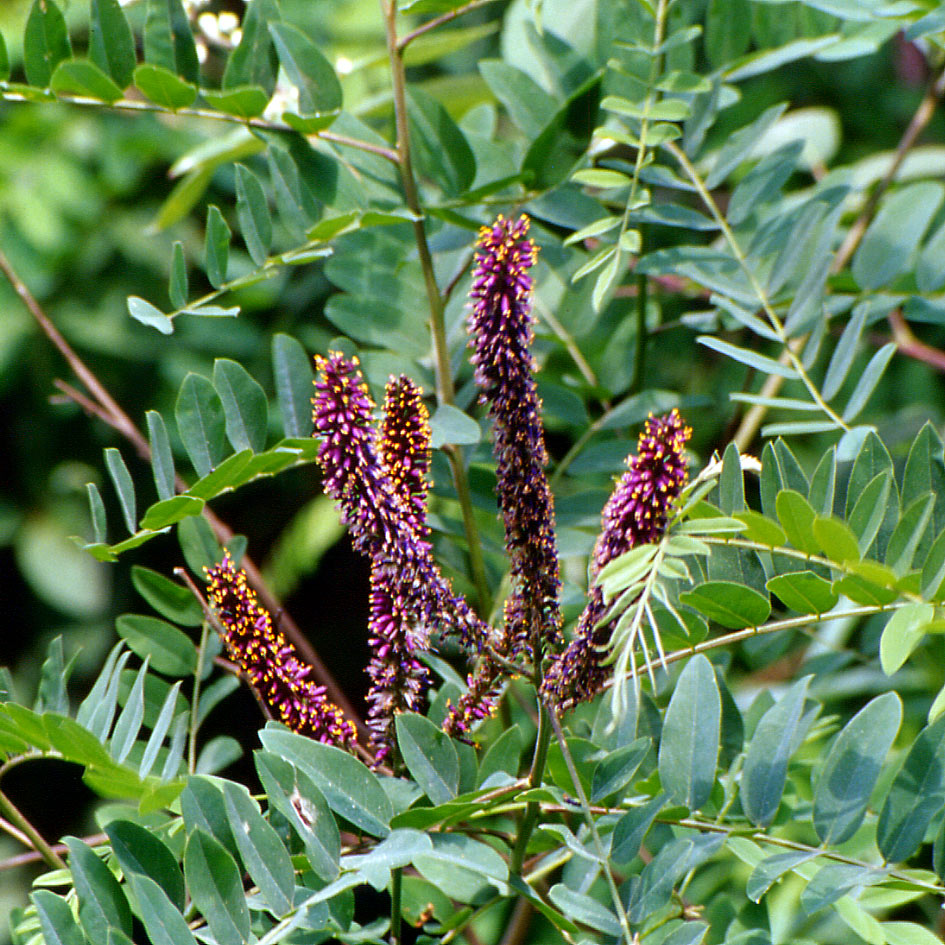 Amorpha fruticosa / Indaco bastardo