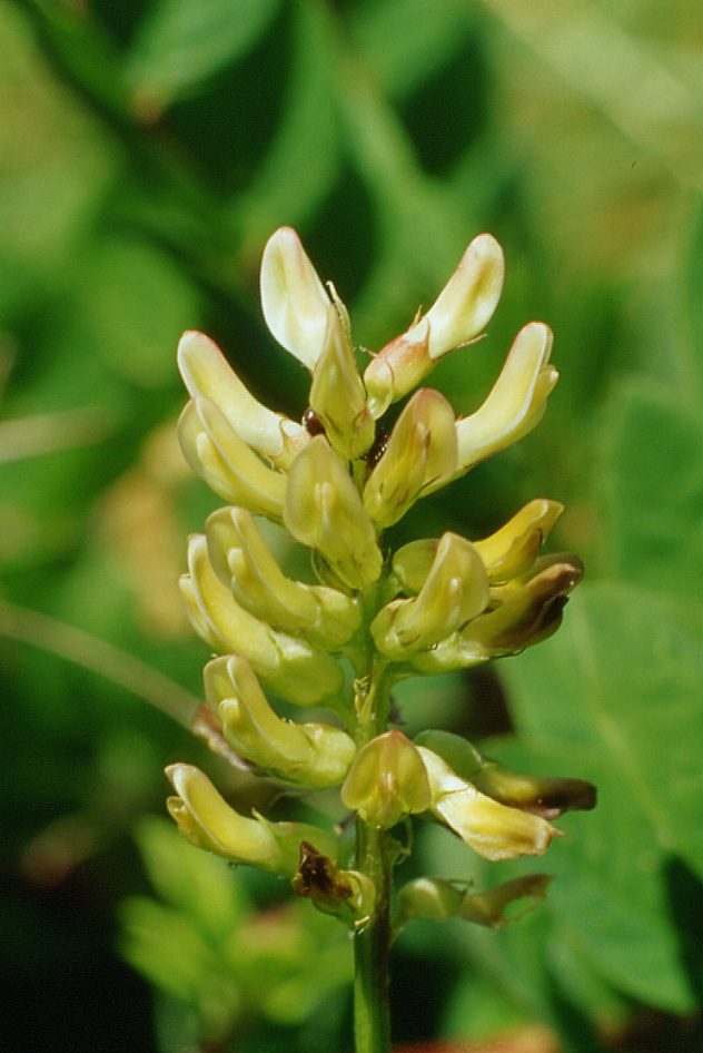 Astragalus glycyphyllos / Astragalo falsa-liquerizia