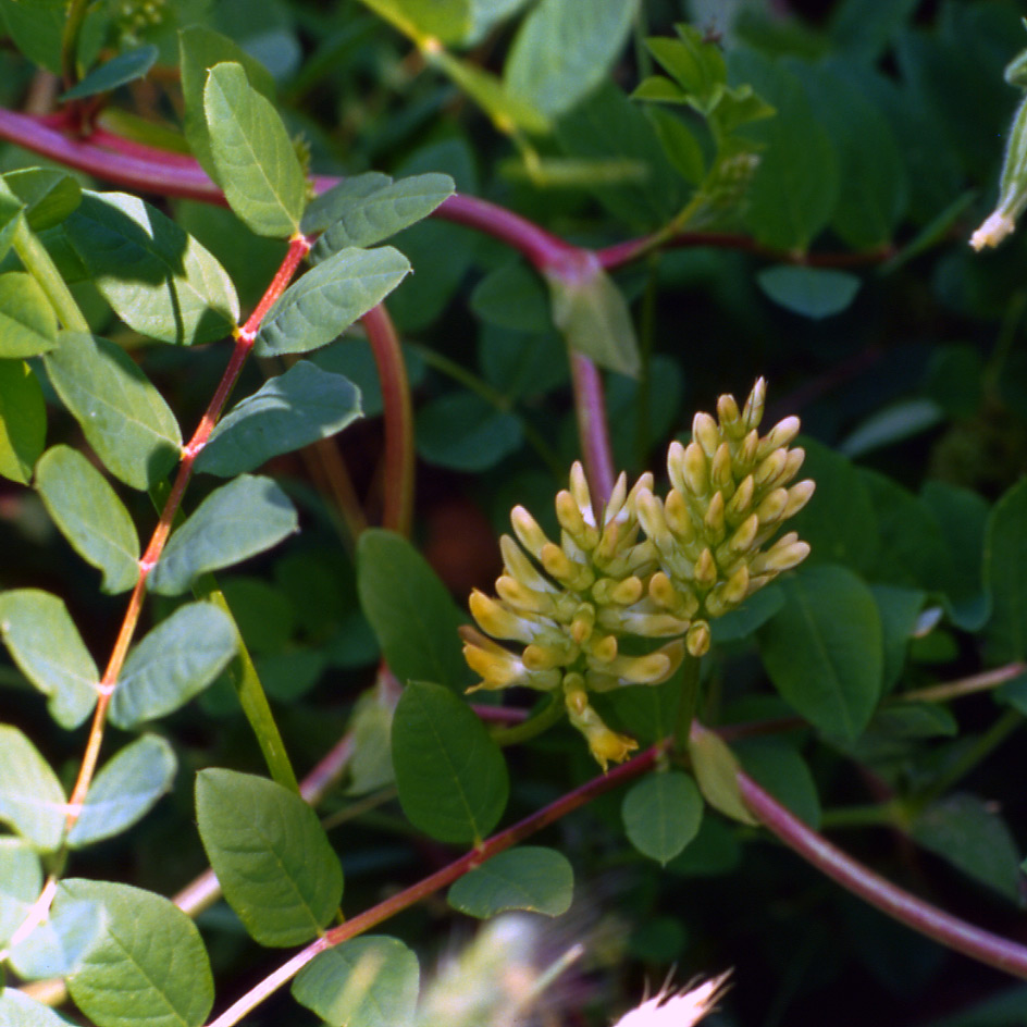 Astragalus glycyphyllos / Astragalo falsa-liquerizia