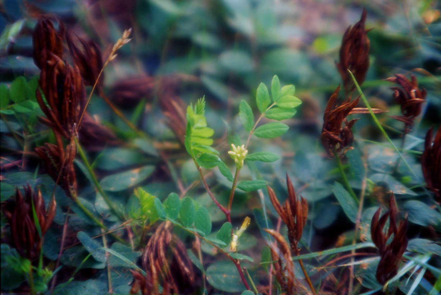 Astragalus glycyphyllos / Astragalo falsa-liquerizia