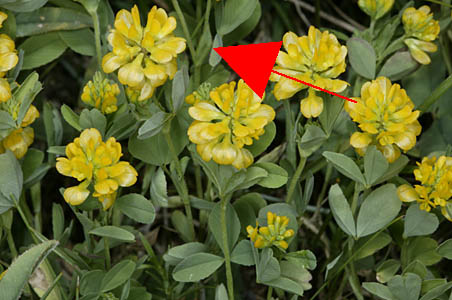 Trifolium campestre