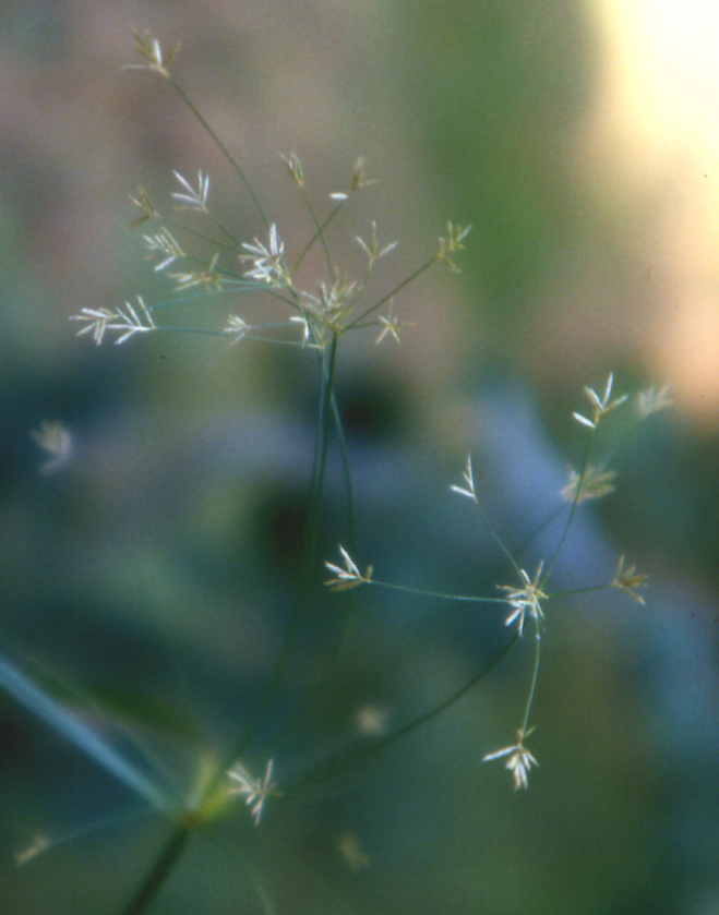 Cyperus longus /  Zigolo comune