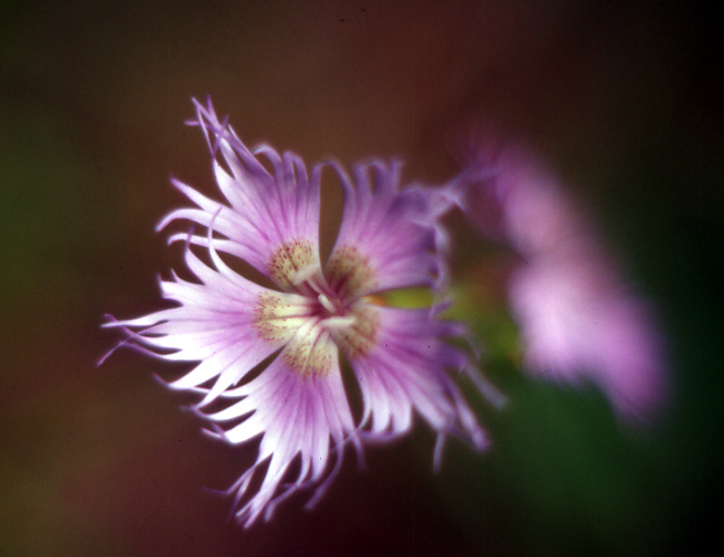 Dianthus monspessulanus / Garofano di bosco