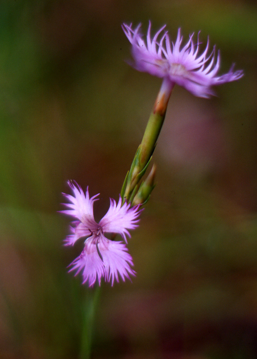 Dianthus monspessulanus / Garofano di bosco