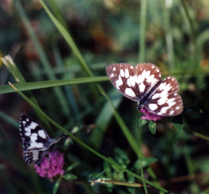 Melanargia galathea