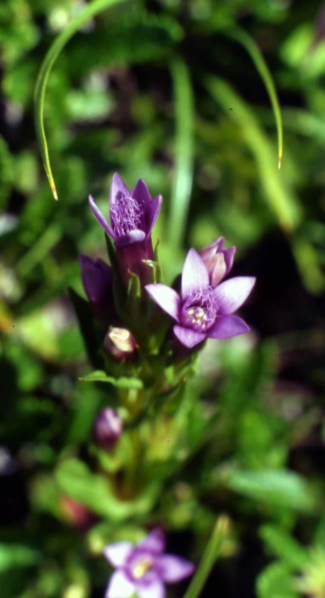 Gentianella engadinensis / Genzianella d''Engandina