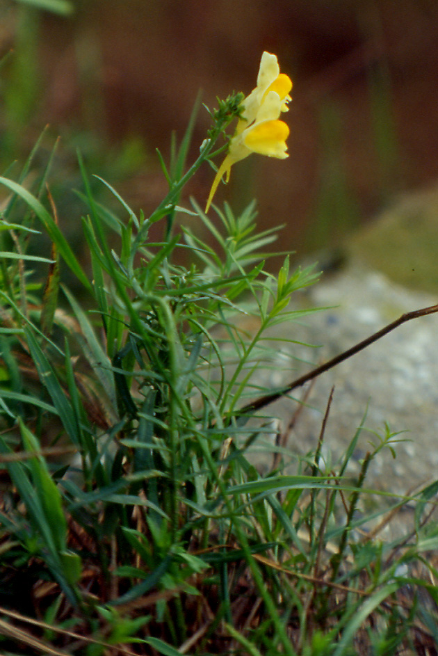 Linaria vulgaris / Linajola comune