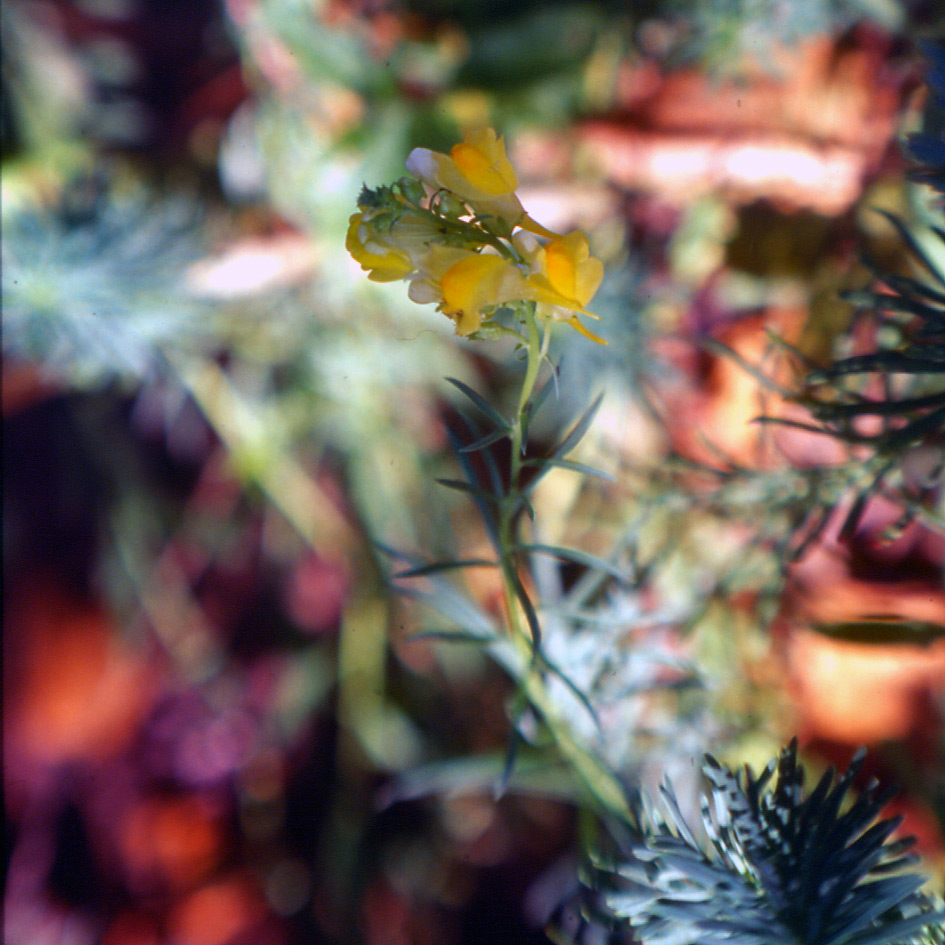 Linaria vulgaris / Linajola comune