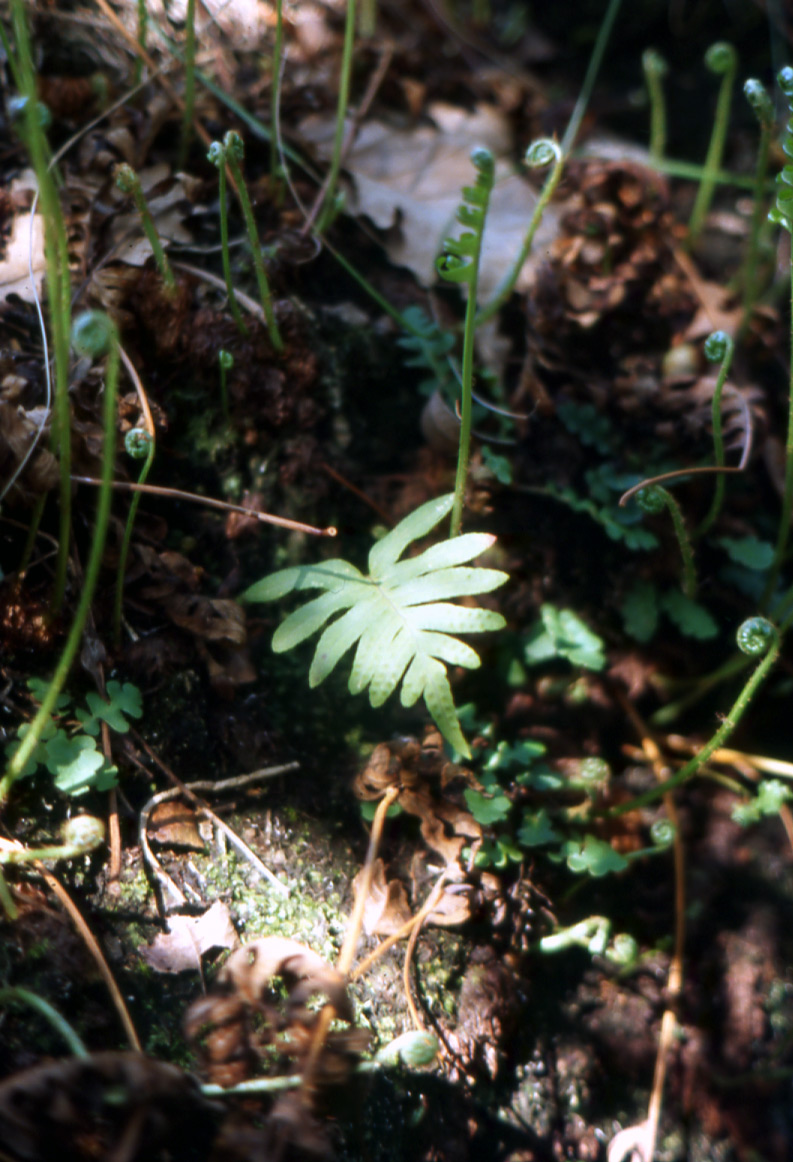 Polypodium cambricum / Polipodio meridionale