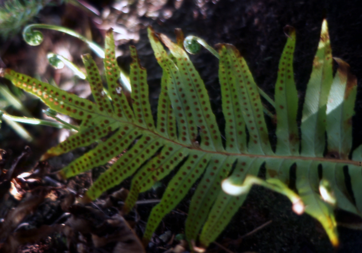 Polypodium cambricum / Polipodio meridionale