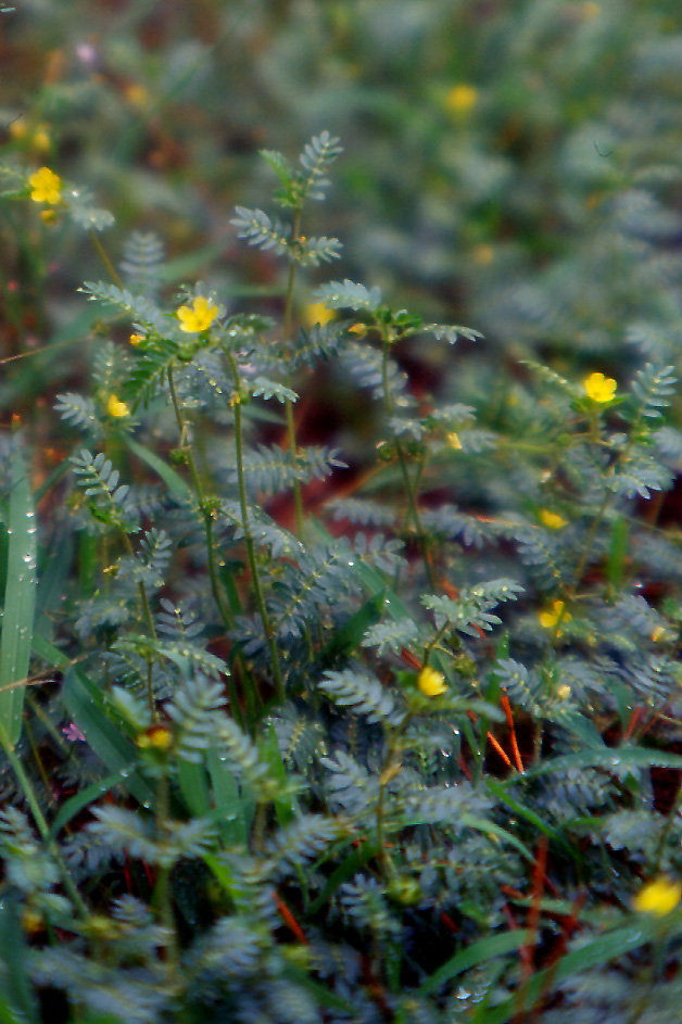 Tribulus terrestris / Tribolo