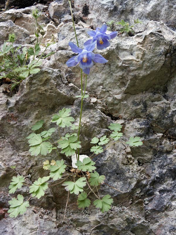 aquilegia abruzzese