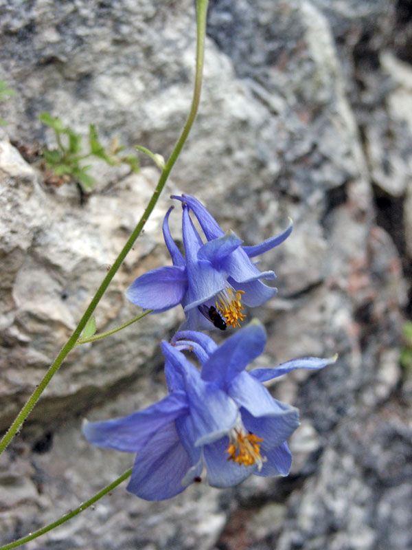 aquilegia abruzzese