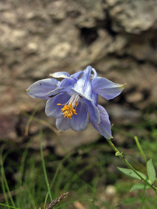 aquilegia abruzzese