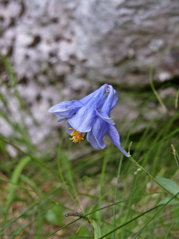 aquilegia abruzzese