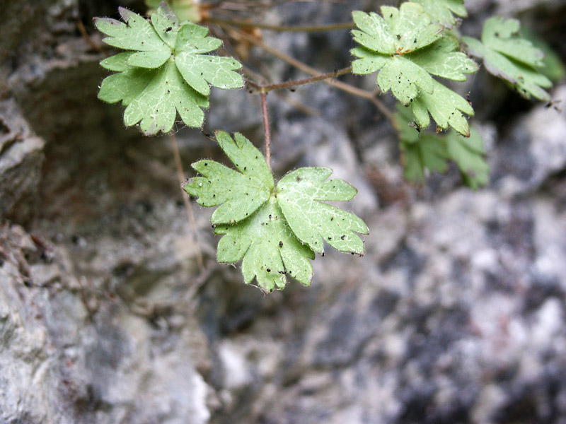 aquilegia abruzzese