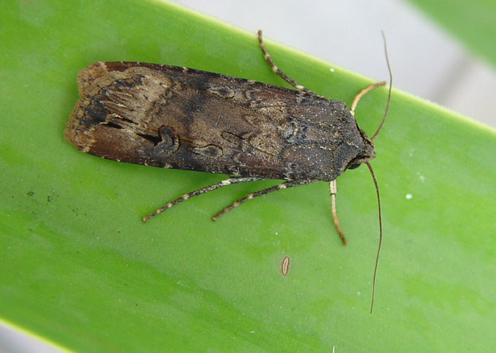 Agrotis ipsilon