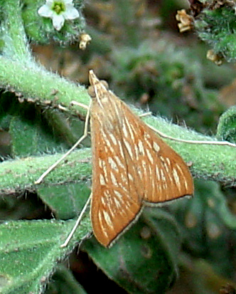 Piccola falena da identificare